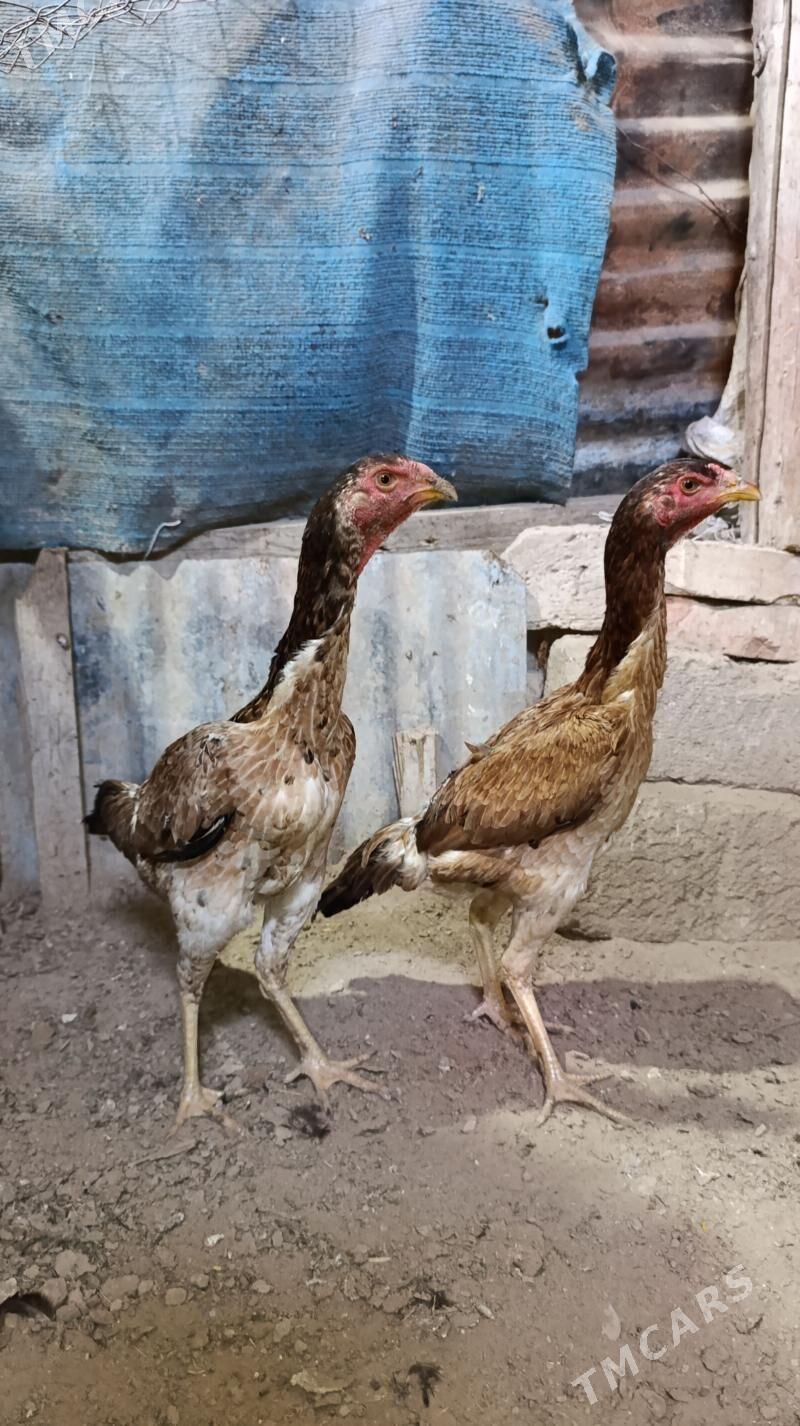 Taşkent Towuk - Tejen - img 1