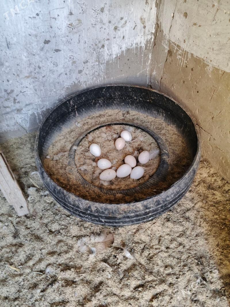 owgan indug yymrtgasy - Дашогуз - img 1