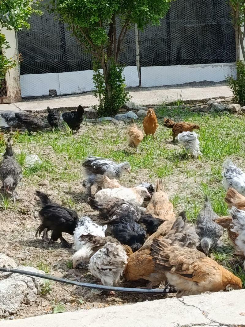 Juje balgar brama - Яшлык - img 1