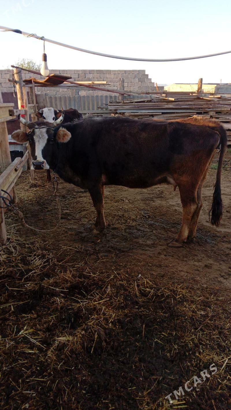 Sygyr - Gökdepe - img 1