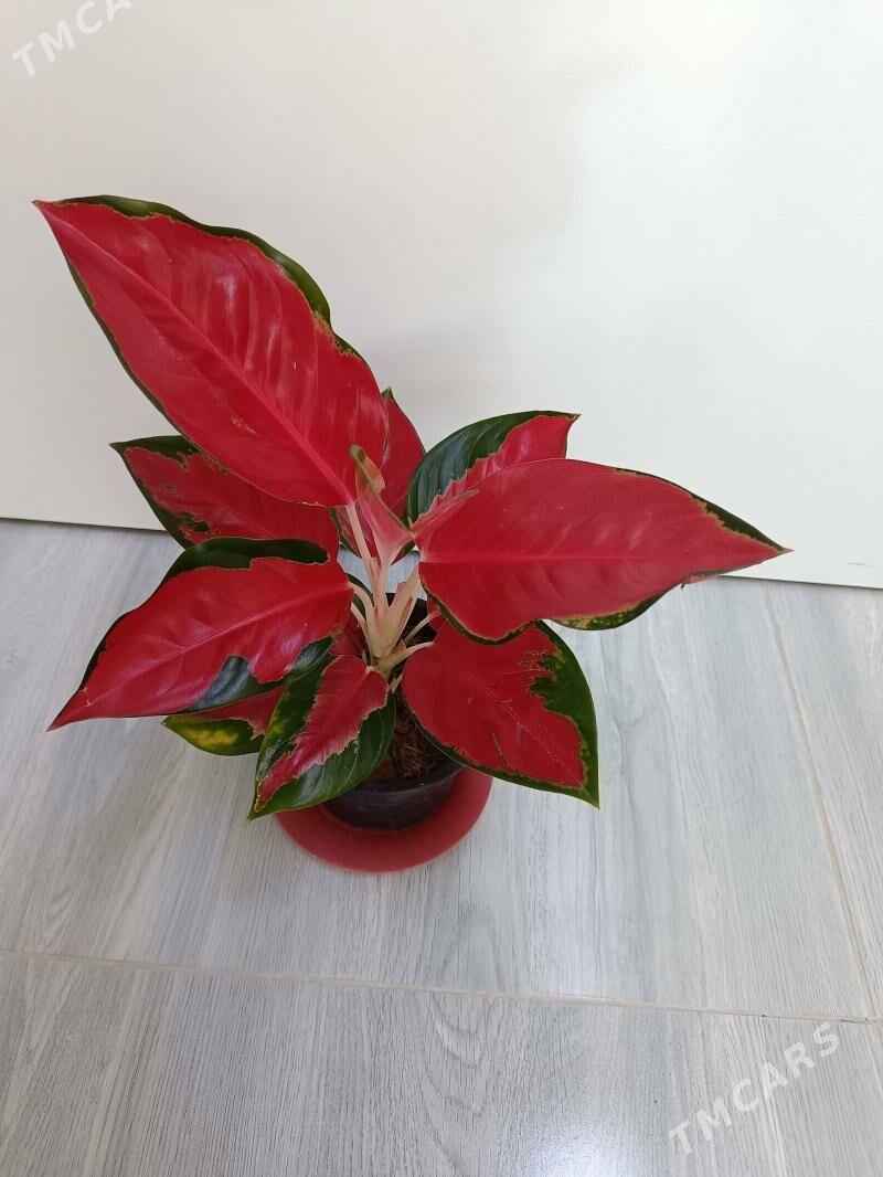 Агланема Пинк коасный - Hazar - img 1