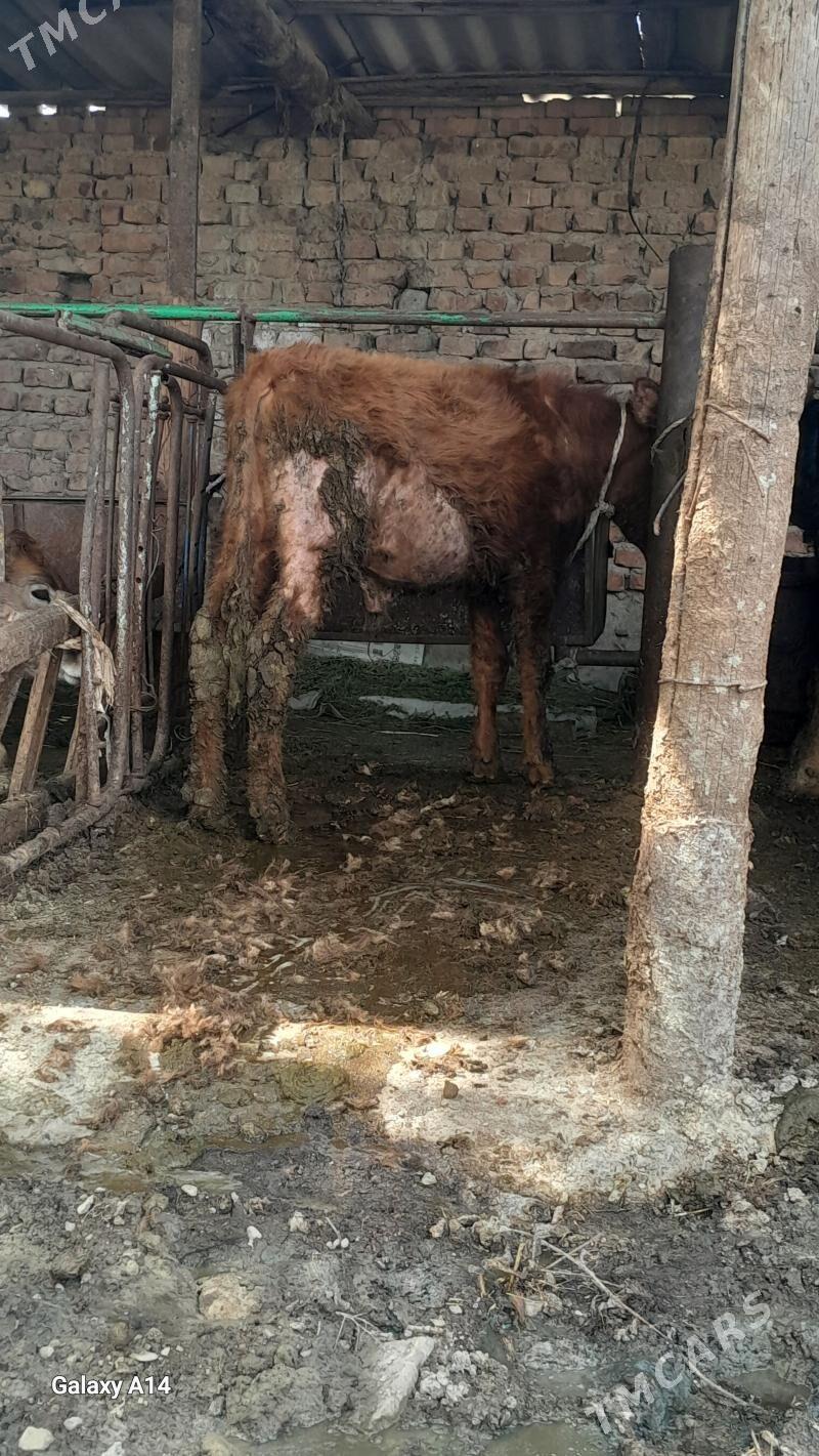 okuz okuzce - Bäherden - img 1