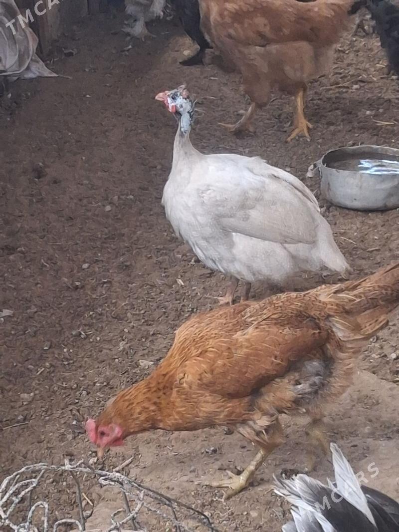 sisarka 65156220 jan et - Jebel - img 1