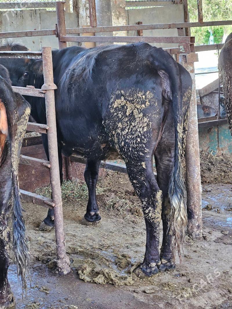 Sygyr - Bäherden - img 1