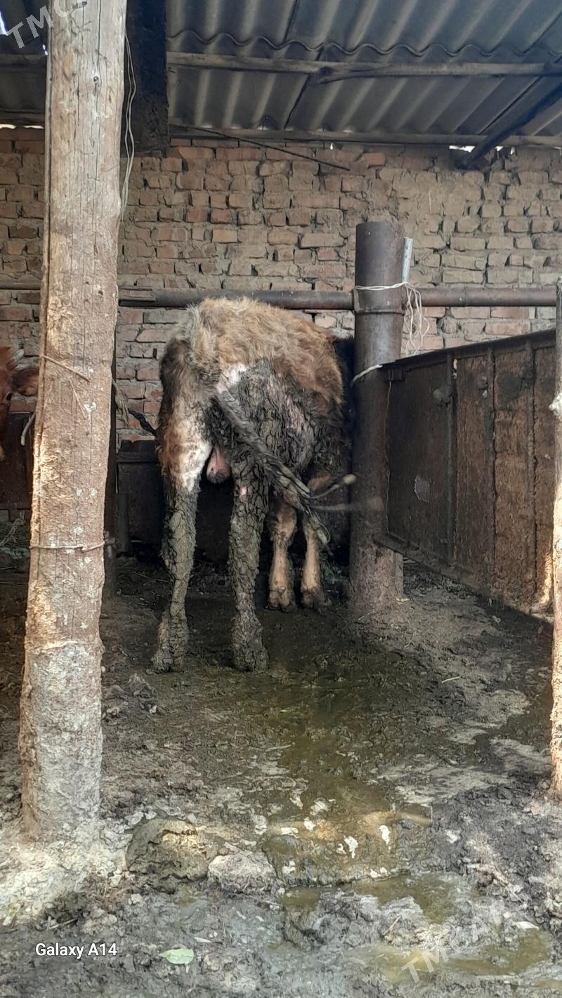 siwes okuz okUzce - Bäherden - img 1