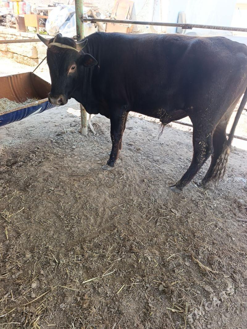 okuz - Murgap - img 1