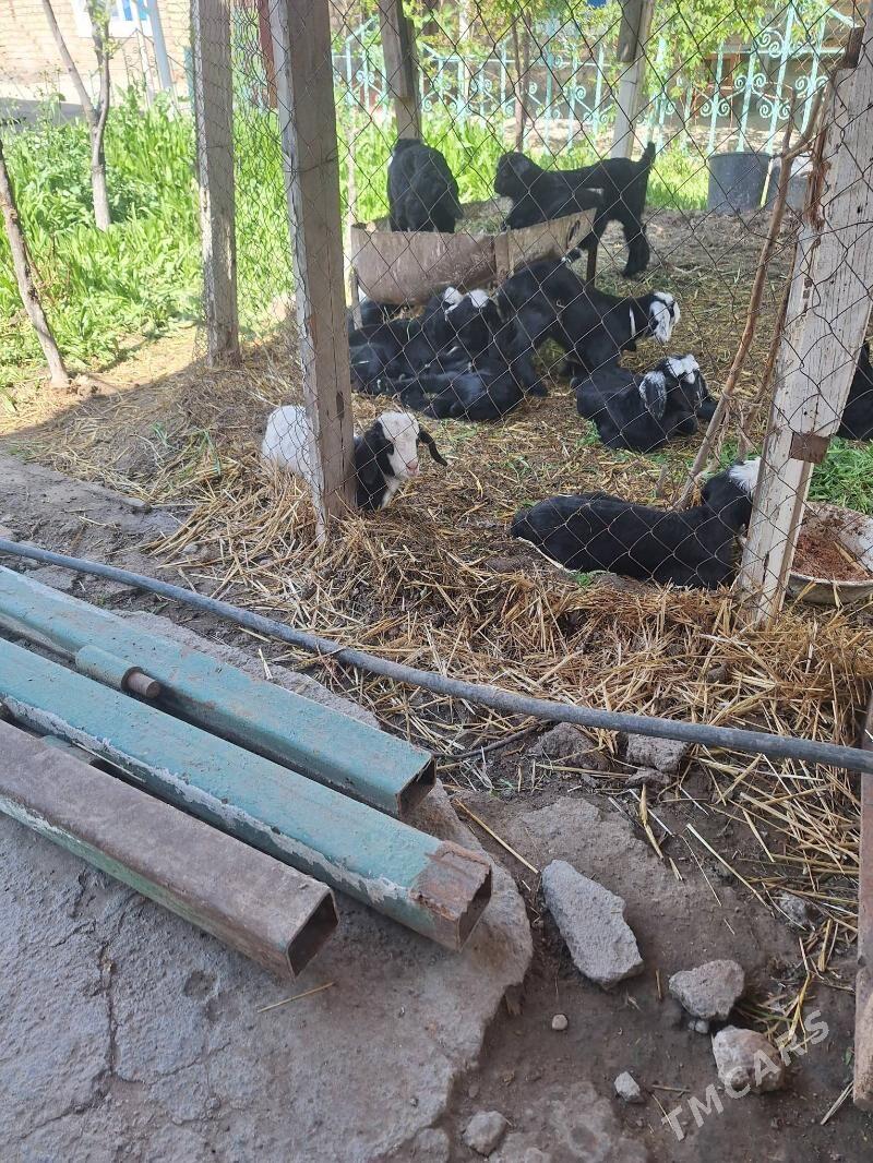 owlok - Ак-Бугдайский этрап - img 1