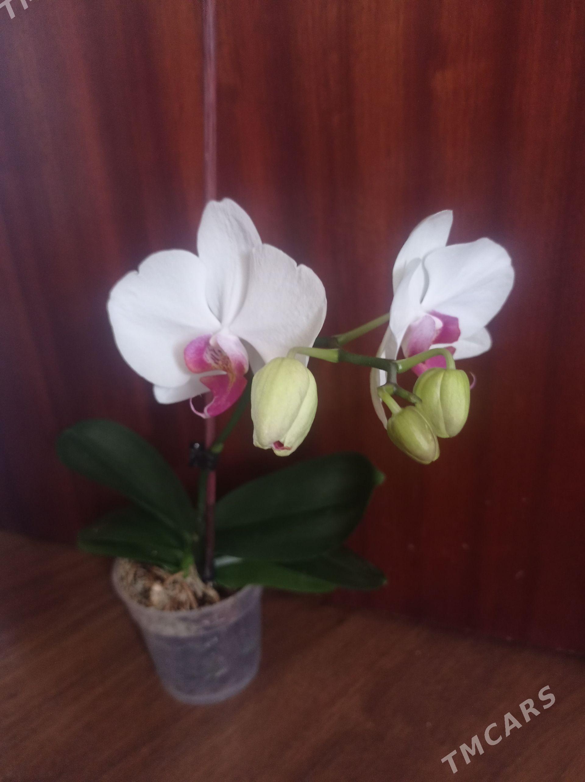 Орхидея и другие - Aşgabat - img 1