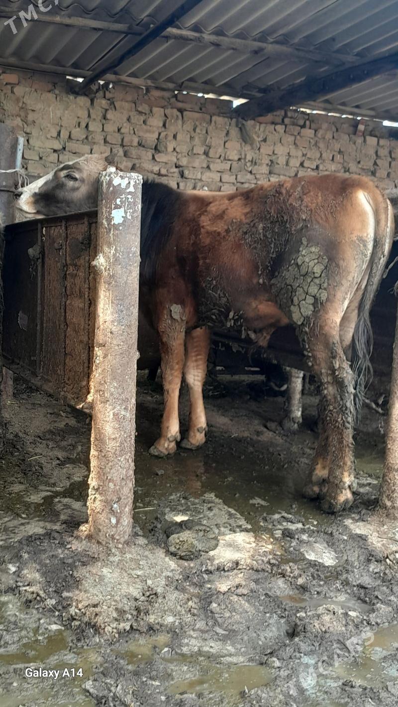 gibrit okuz - Bäherden - img 1