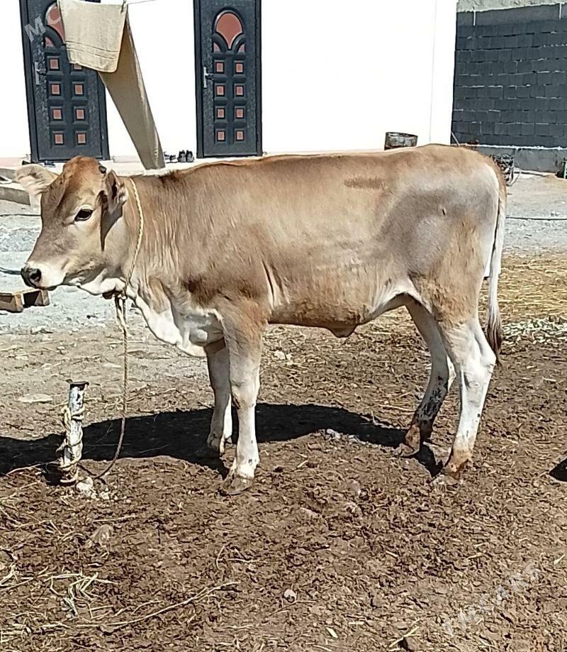 tuwe - Чоганлы - img 1