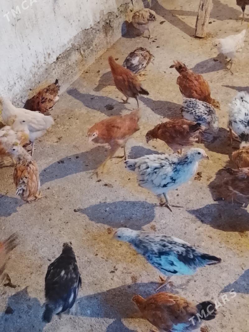 jüýje - Гёкдепе - img 1