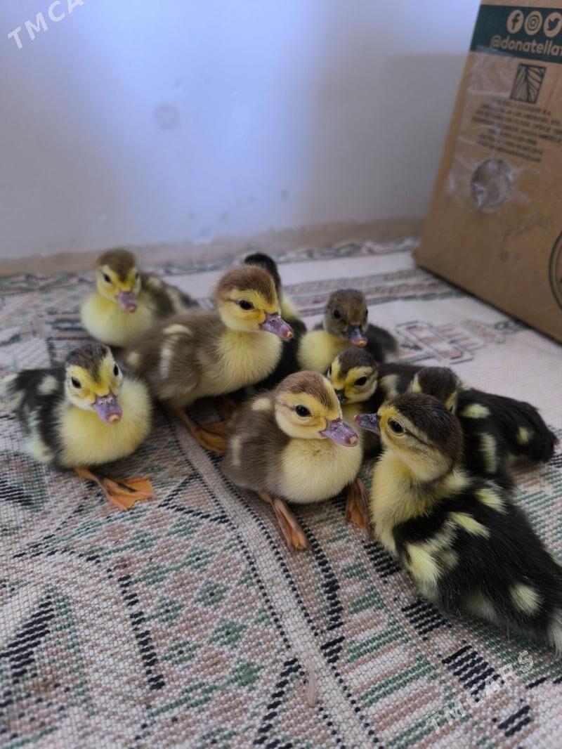 indautga juyje - Байрамали - img 1