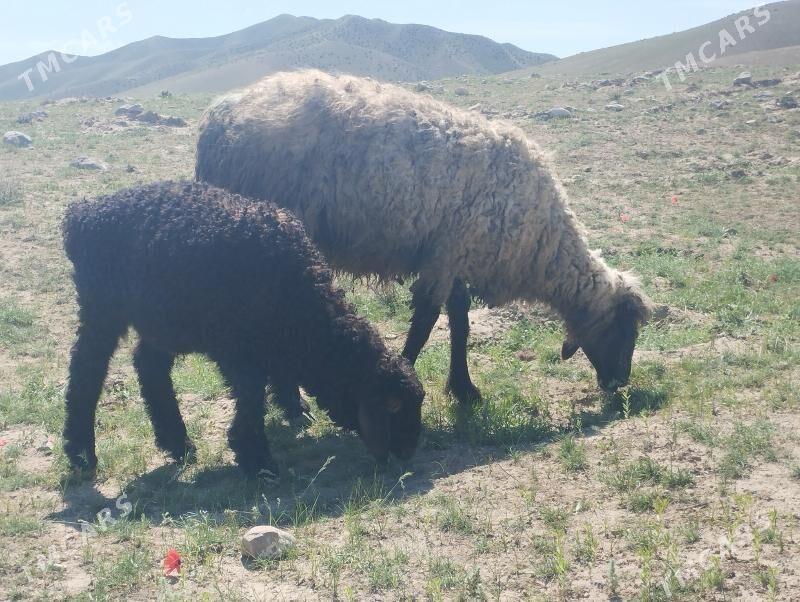 Guzly goyun - Bäherden - img 1