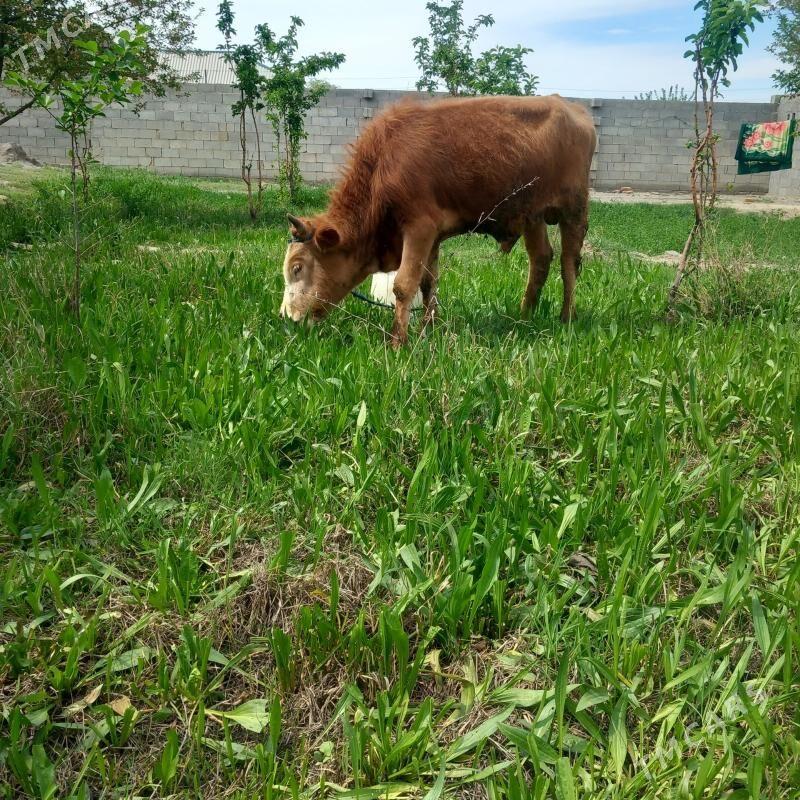 Okuz tuwe - Bäherden - img 1