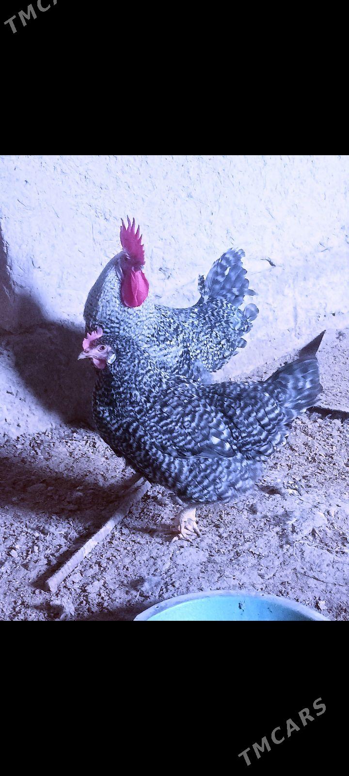 Daminant yumurtga - Гороглы (Тагта) - img 1