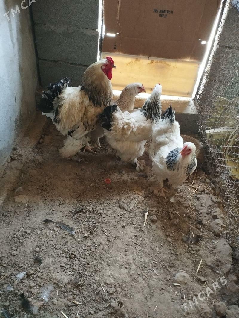 TOWUK HORAZ BYRAMA - Aşgabat - img 1