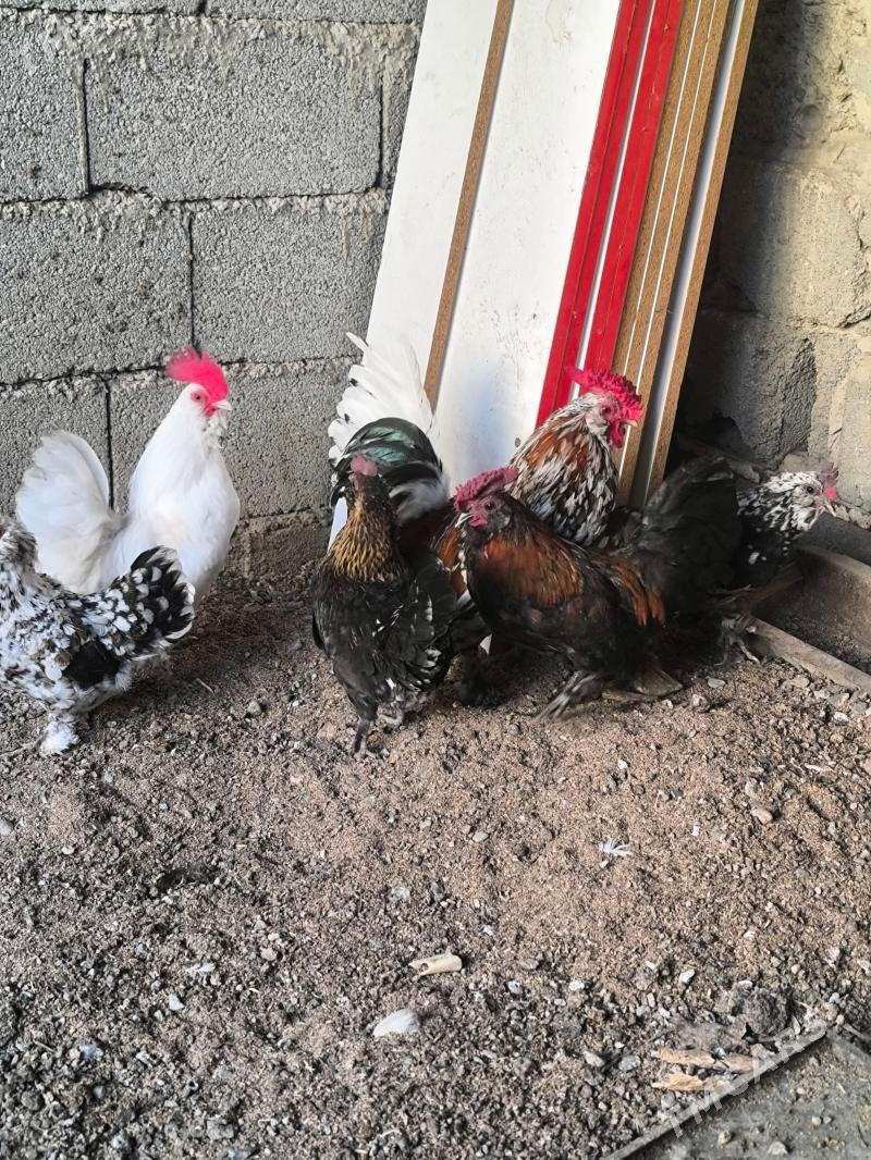 towuk karlik - Бузмеин ГРЭС - img 1