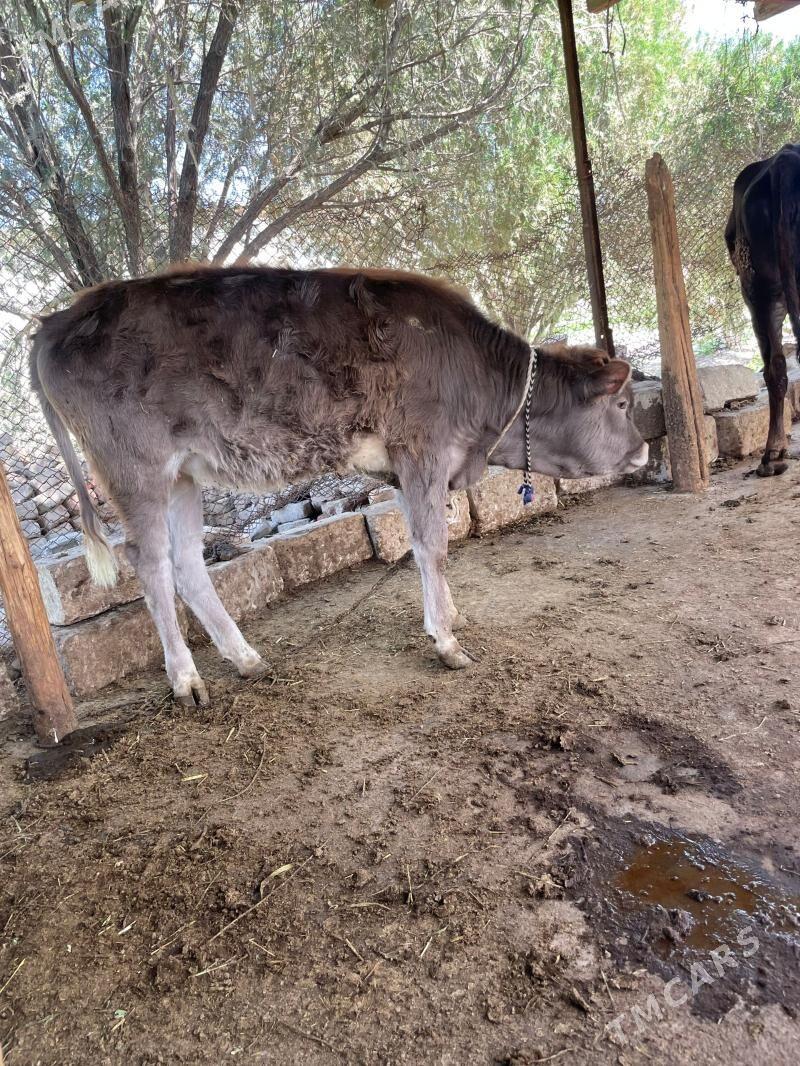 tuwe - Бахарден - img 1