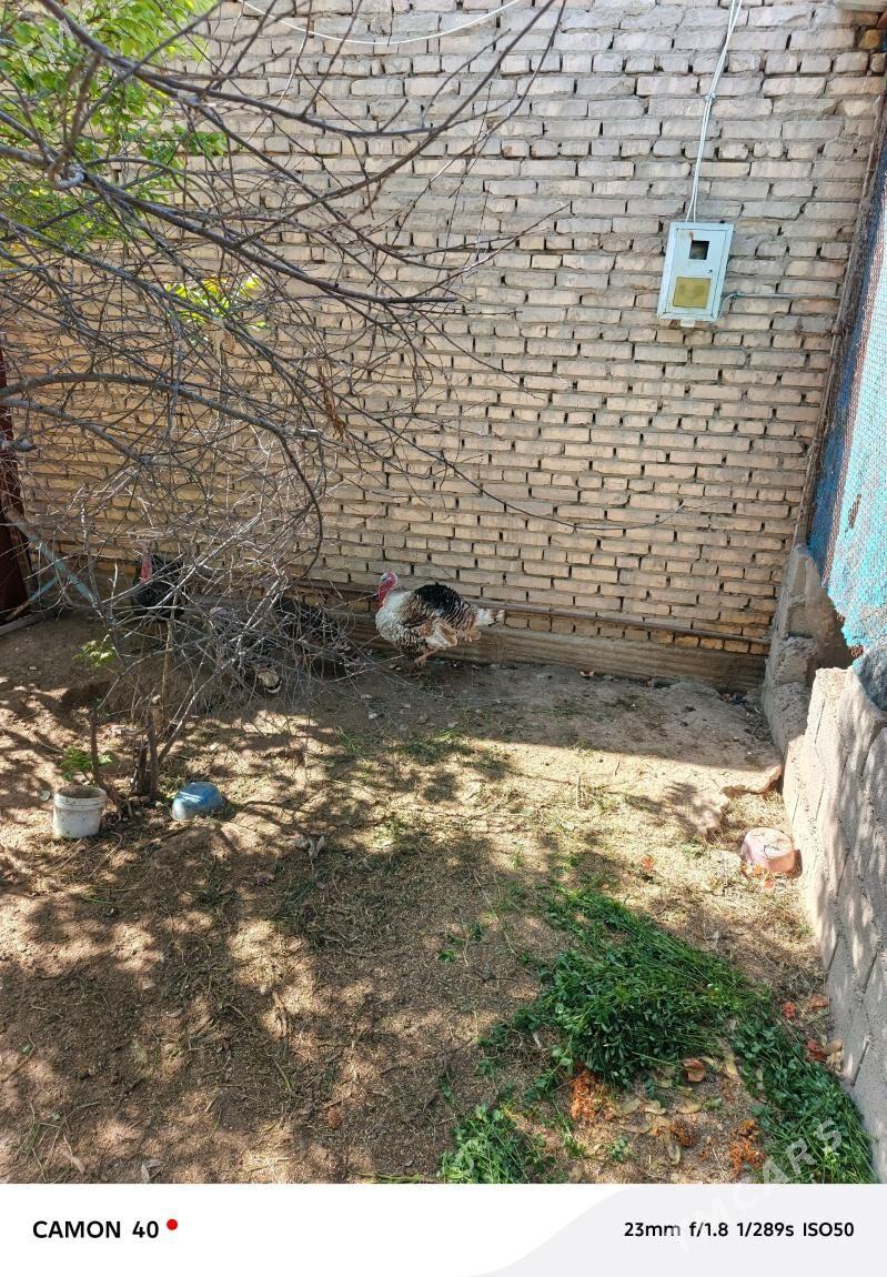 Ak induk - Кака - img 1