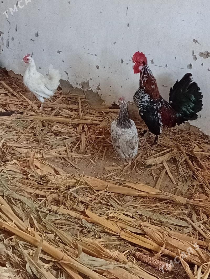 karlik - Гызыларбат - img 1