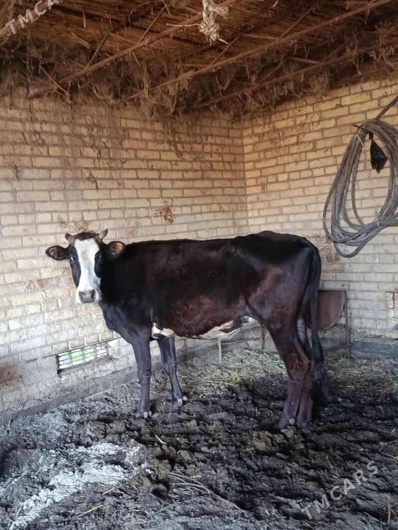 баклык унадын - Чарджоу - img 1