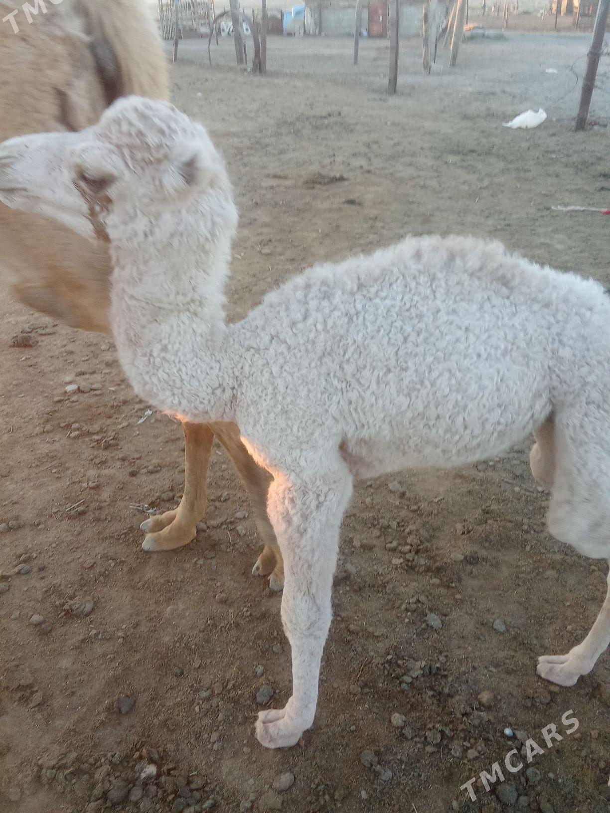 Kösekli düye - Берекет - img 1