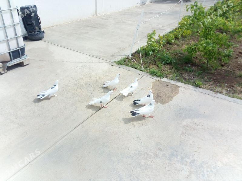 kepderi - Çoganly - img 1