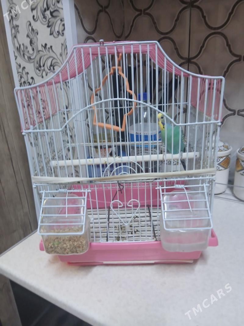 Papugaý - Балканабат - img 1