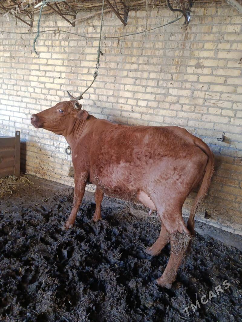 голели сыгыр - Чарджоу - img 1