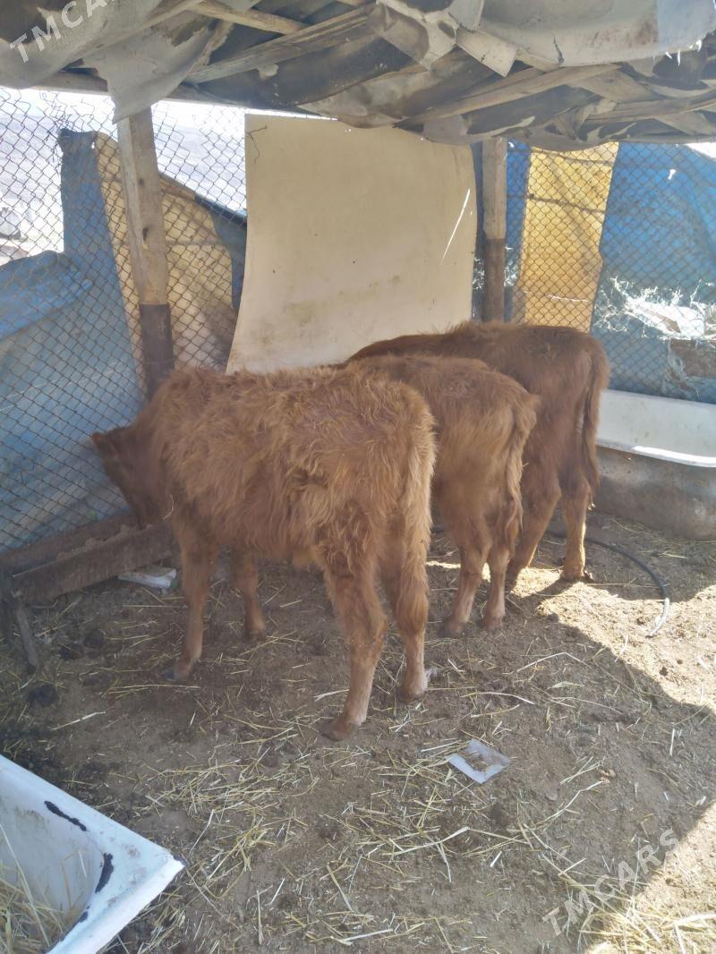 Okuzce 3 sany - Балканабат - img 1