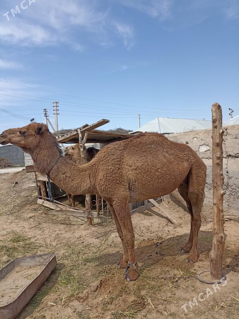 duye - Гёкдепе - img 1