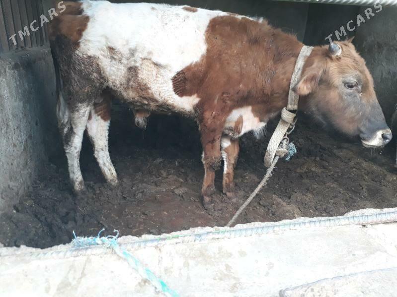 oküz - Ашхабад - img 1