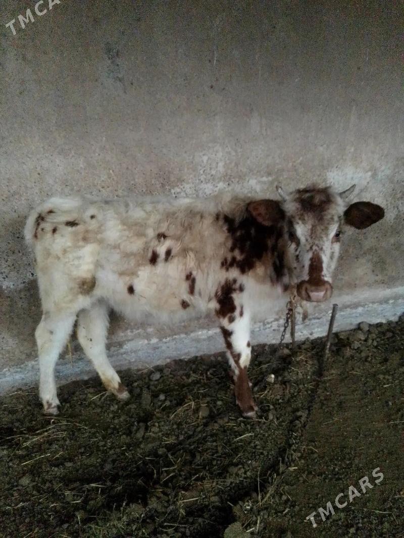 tüwe - Теджен - img 1