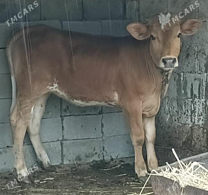 tuwe - Бахарден - img 1