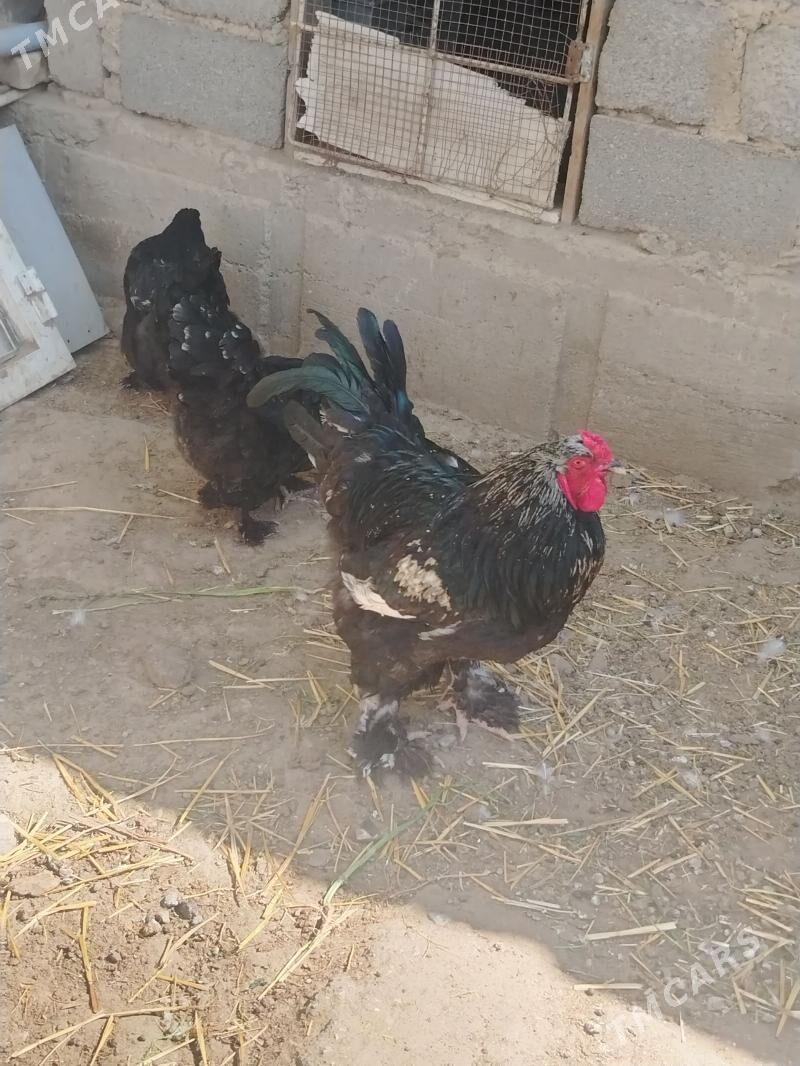 TawuşTowuk - Джебел - img 1