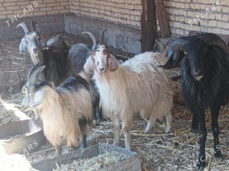 Geci cebis kockar - Дянев - img 1