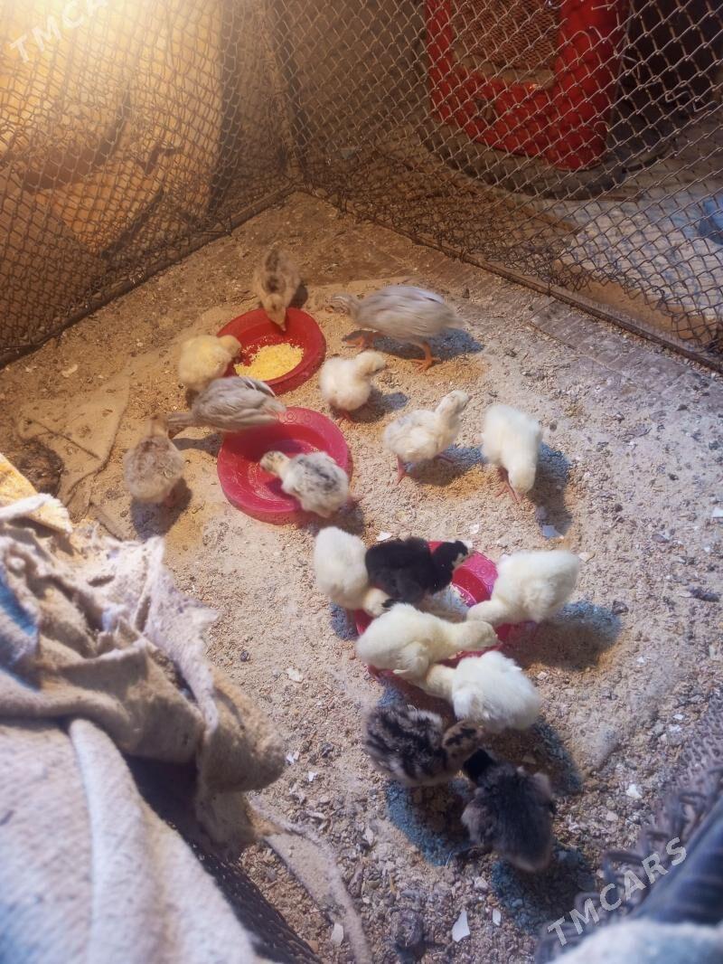 induk jüje - Байрамали - img 1