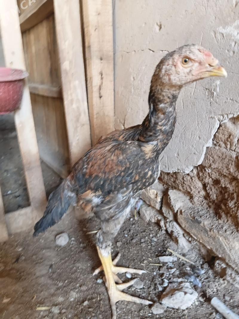 juje - Дашогуз - img 1