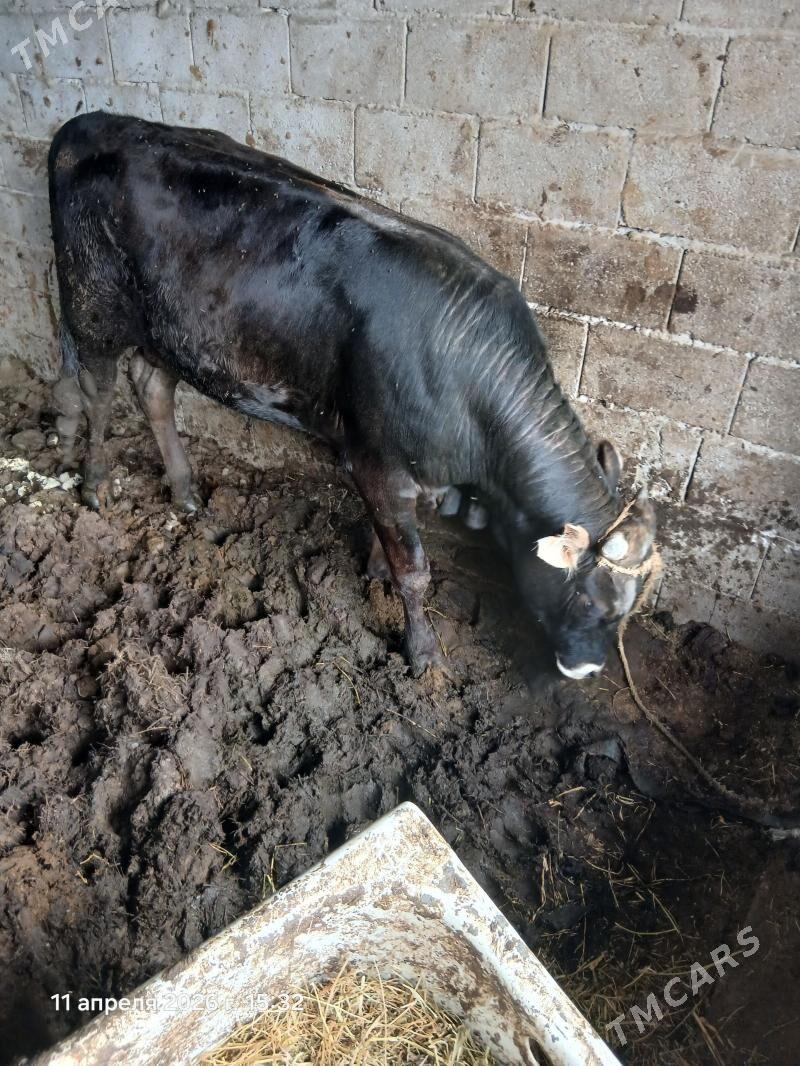 Okűz yasajyk bakylan - Бузмеин - img 1