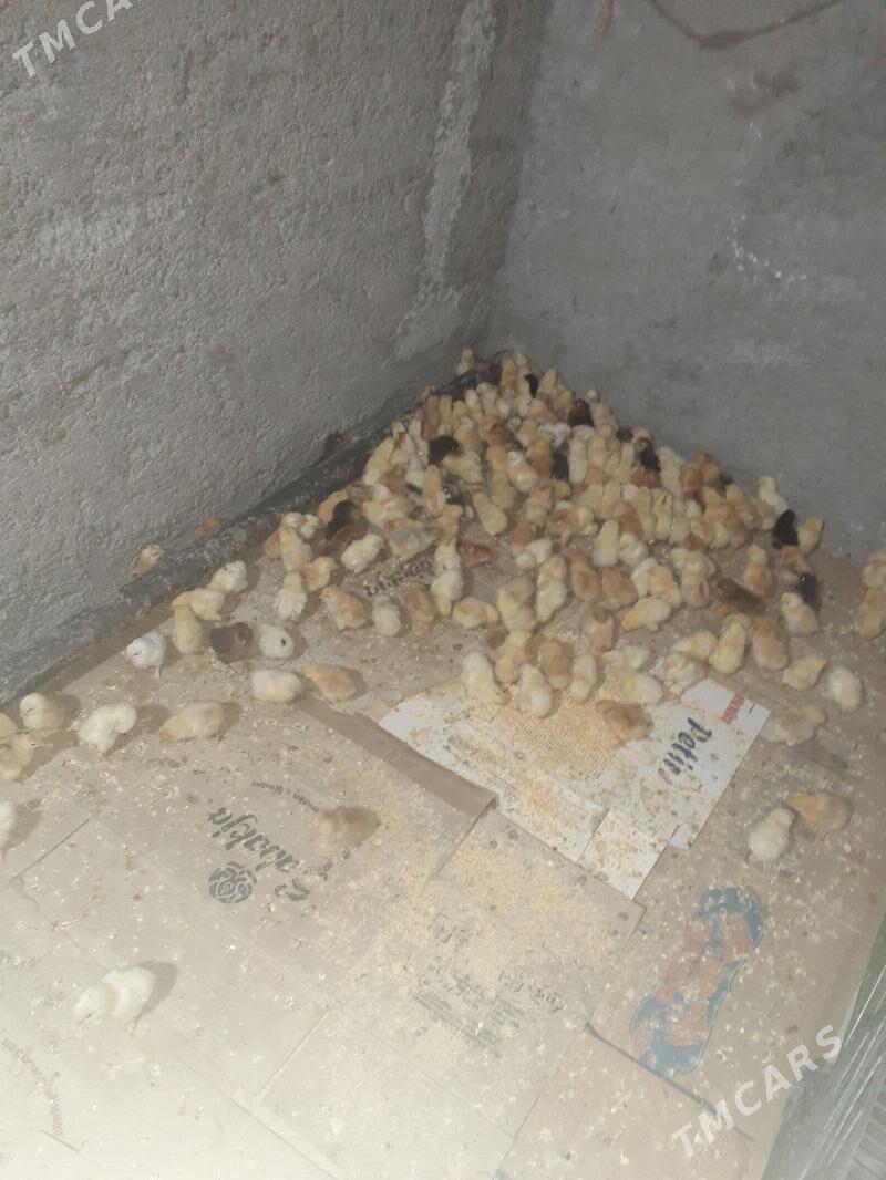 Mesny yerli juyjeler - Туркменабат - img 1