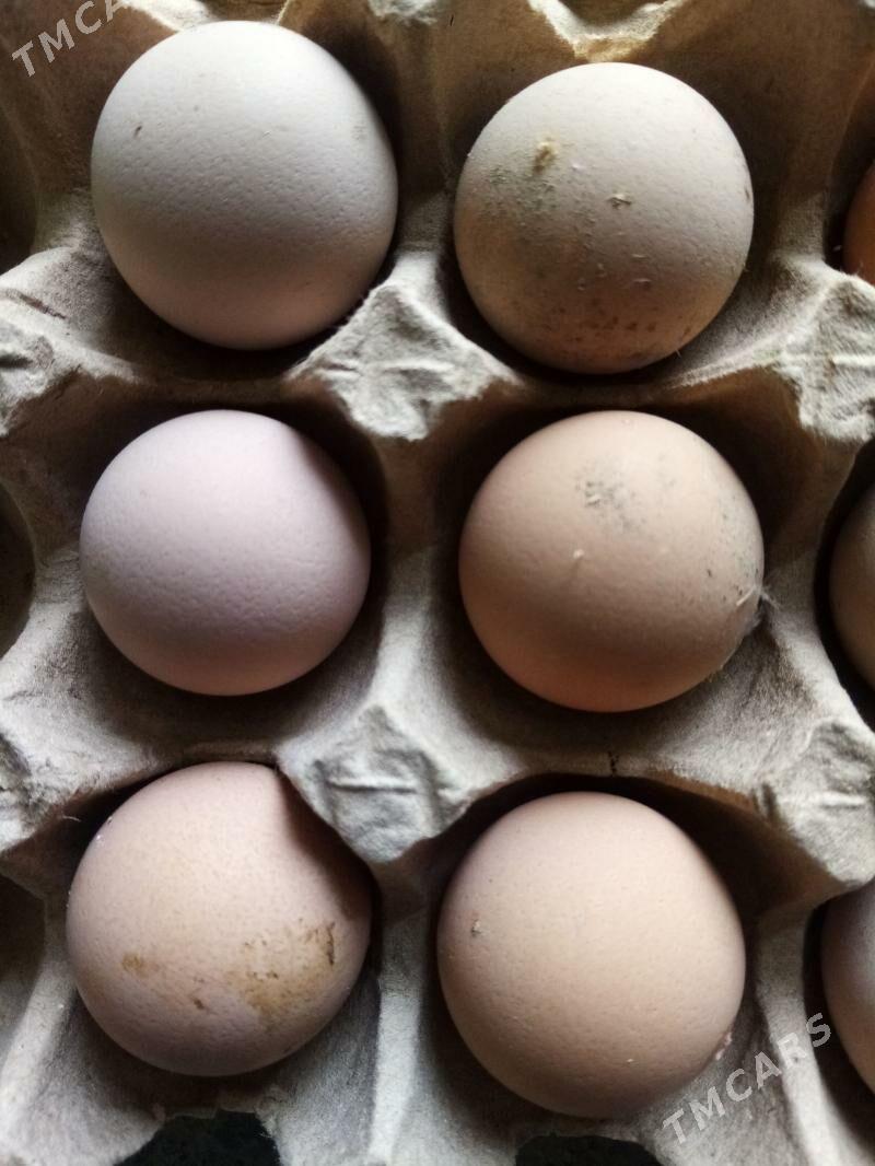 Yumurta Sızarka - Берекет - img 1