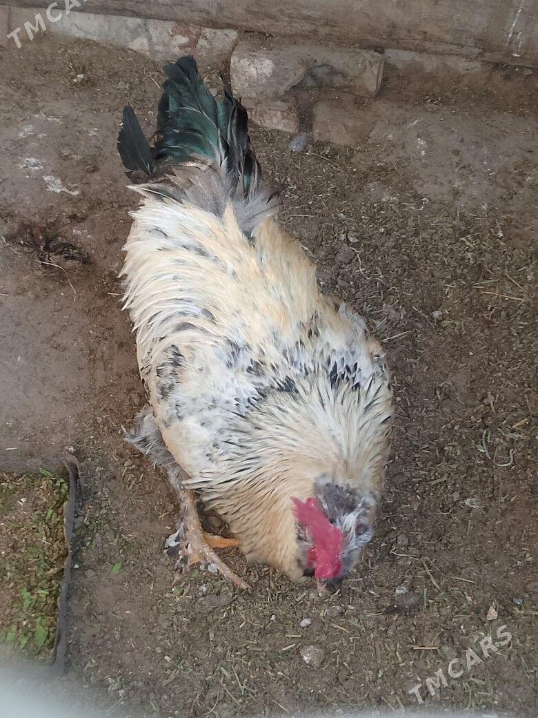 horoz - Сакарчага - img 1