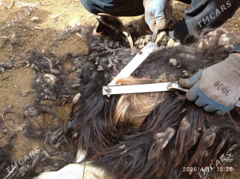 GOÝUN Gyrkylyk - Gökdepe - img 1