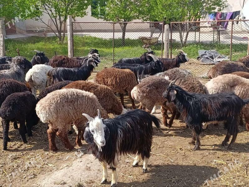 Goyun geci - Bagyr - img 1