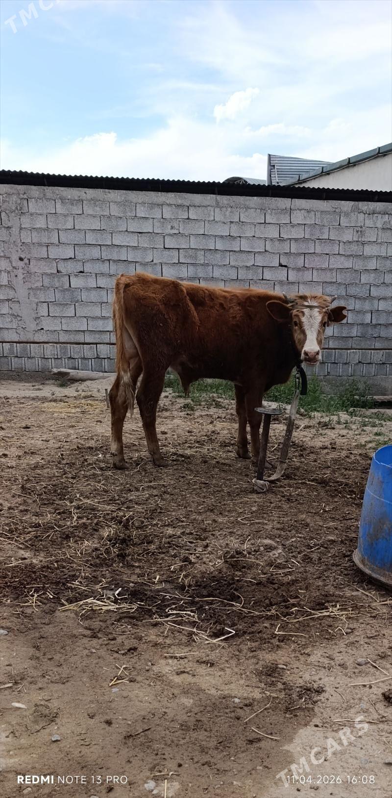 OKUZ - Бузмеин - img 1