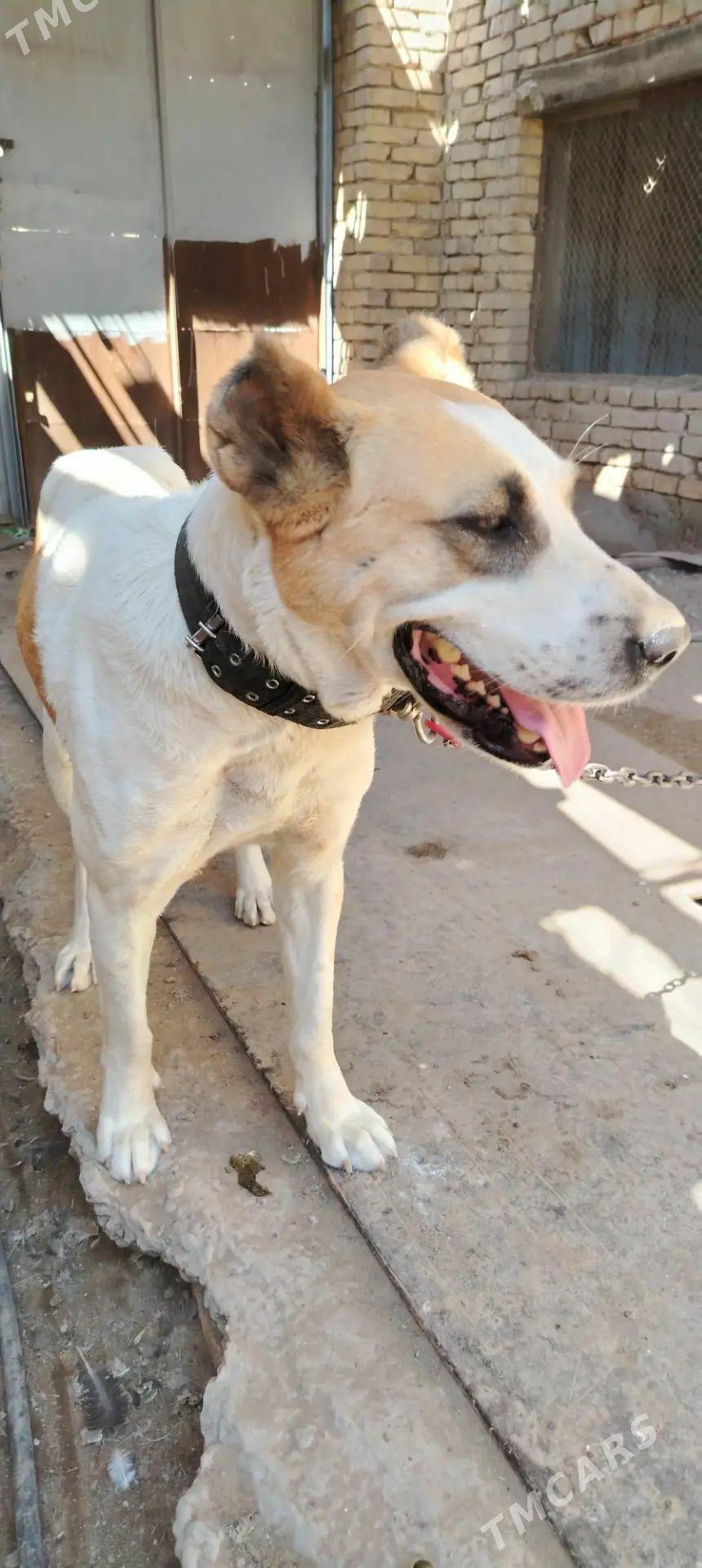 Alabay kucik - Туркменабат - img 1