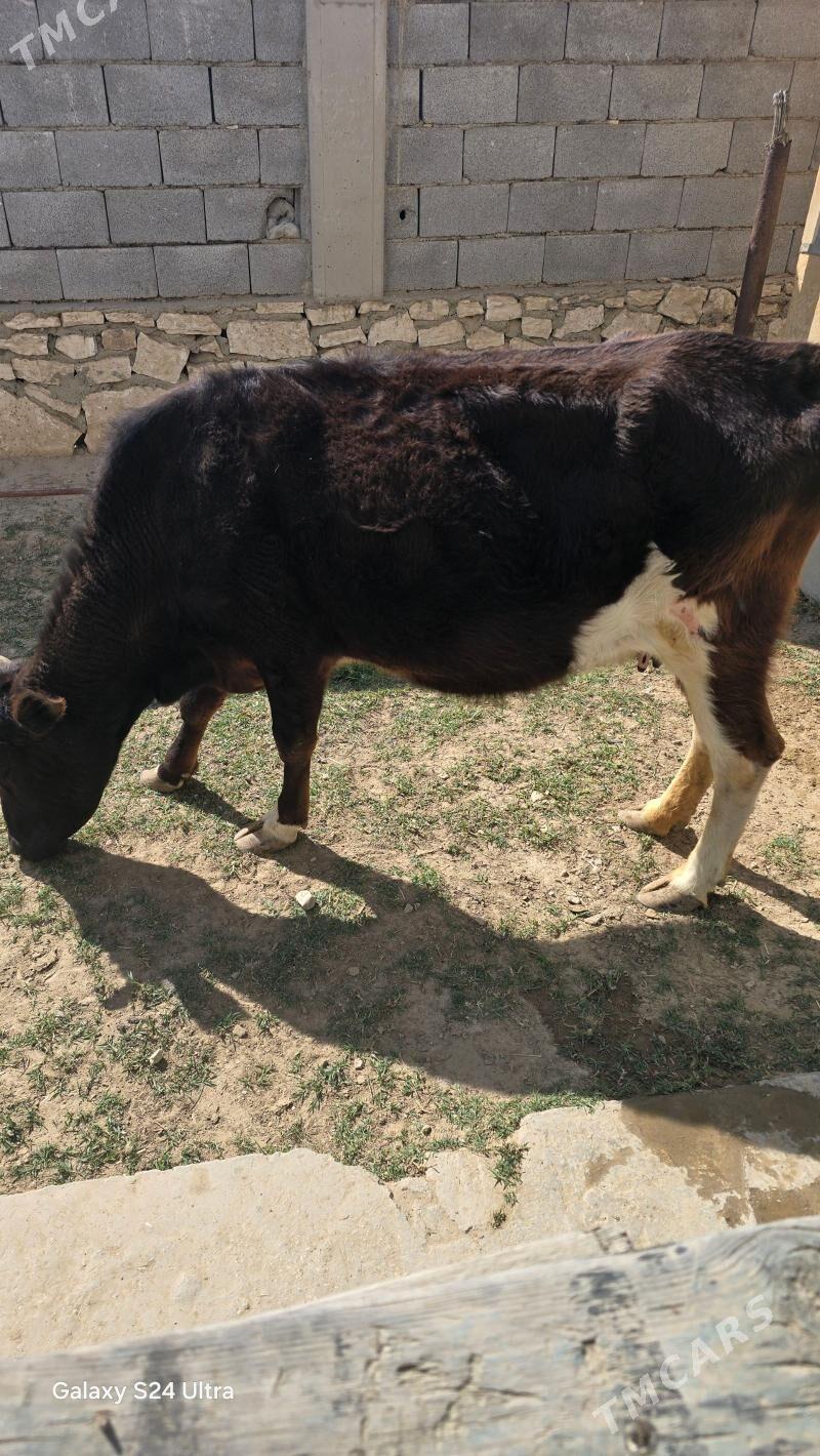 сигир - Этрек - img 1