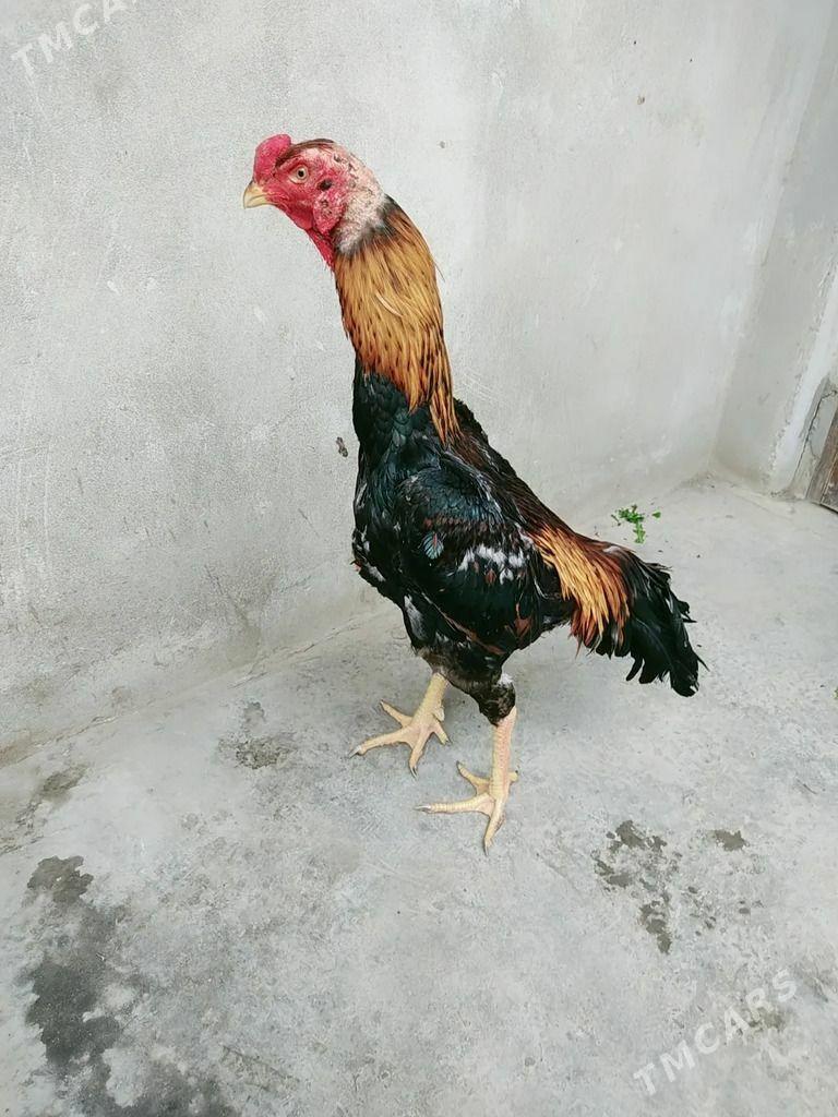 Tunke horaz - Чарджоу - img 1