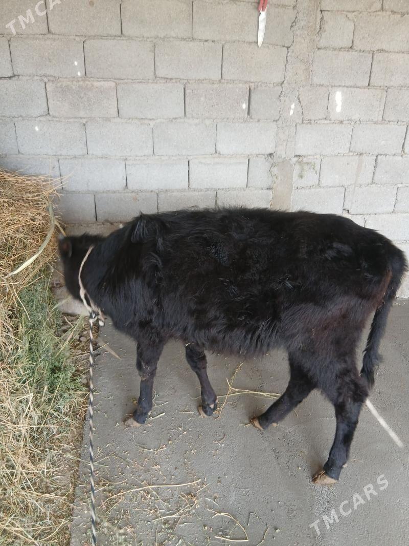 Tuwe - Гёкдепе - img 1