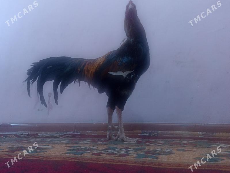 хораз - Туркменабат - img 1